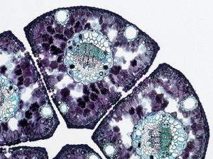 Mitochondrien - Dr. Kuche